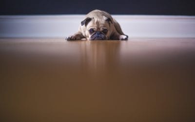 Managing Your Pet’s Separation Anxiety