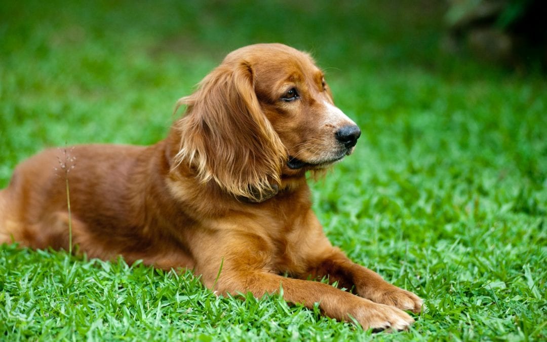 Protecting Your Pet From Parasites This Spring