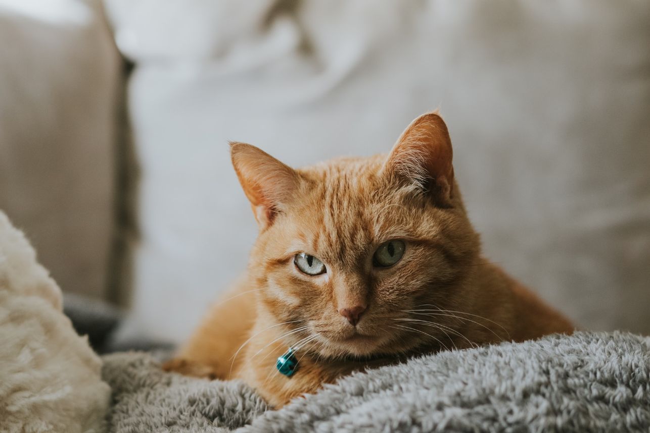 cat hairball emergency treatment