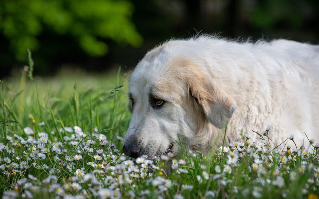 What to Do if Your Pet Gets Stung by a Bee