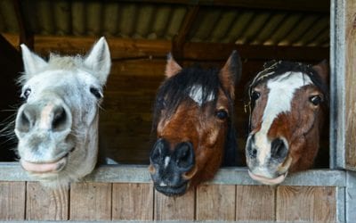 Treatment for Severe Equine Asthma