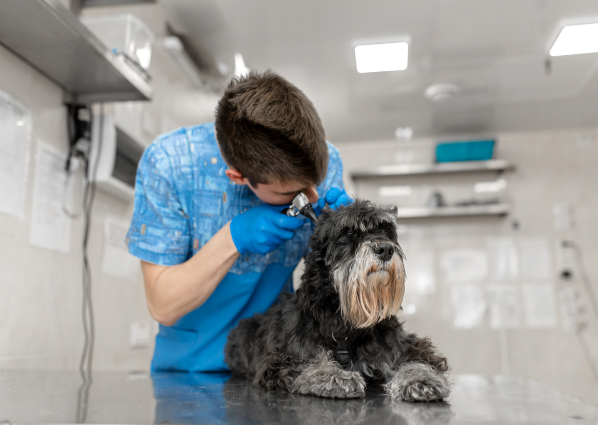 What Happens During My Pet’s Spay? Animal Medical Center of Wyoming