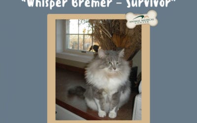 Whisper Bremer – Survivor