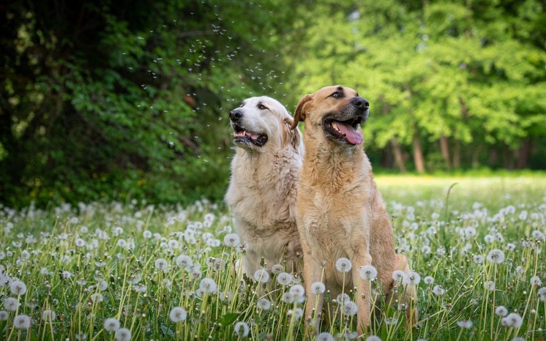 Does Your Pet Have Seasonal Allergies?