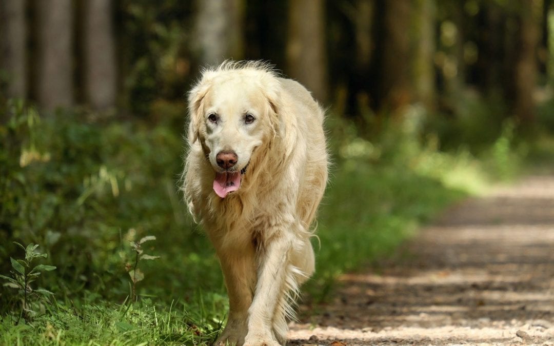 How to Safely Hike with Your Pet This Summer