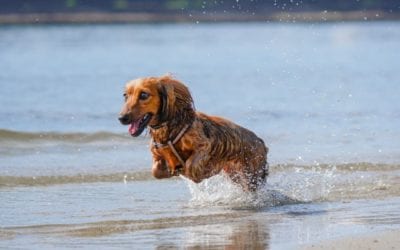 Keep Your Pet Cool for the Summer
