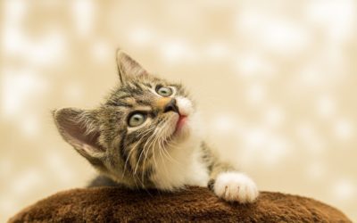 Tips to Make Bringing Your Cat to the Vet Easier