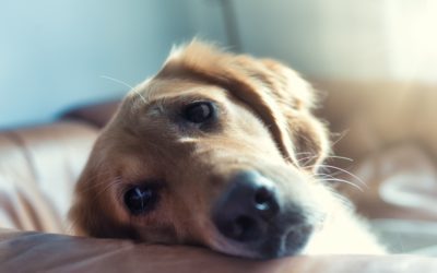 Myths about Cancer in Pets