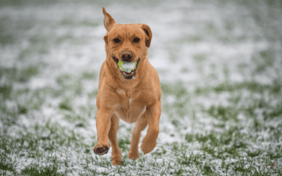 Tips for Walking Your Dog in Cold Weather