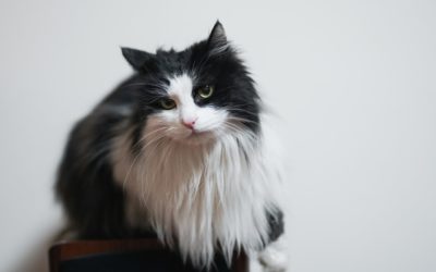 Hairball Prevention for Your Cat