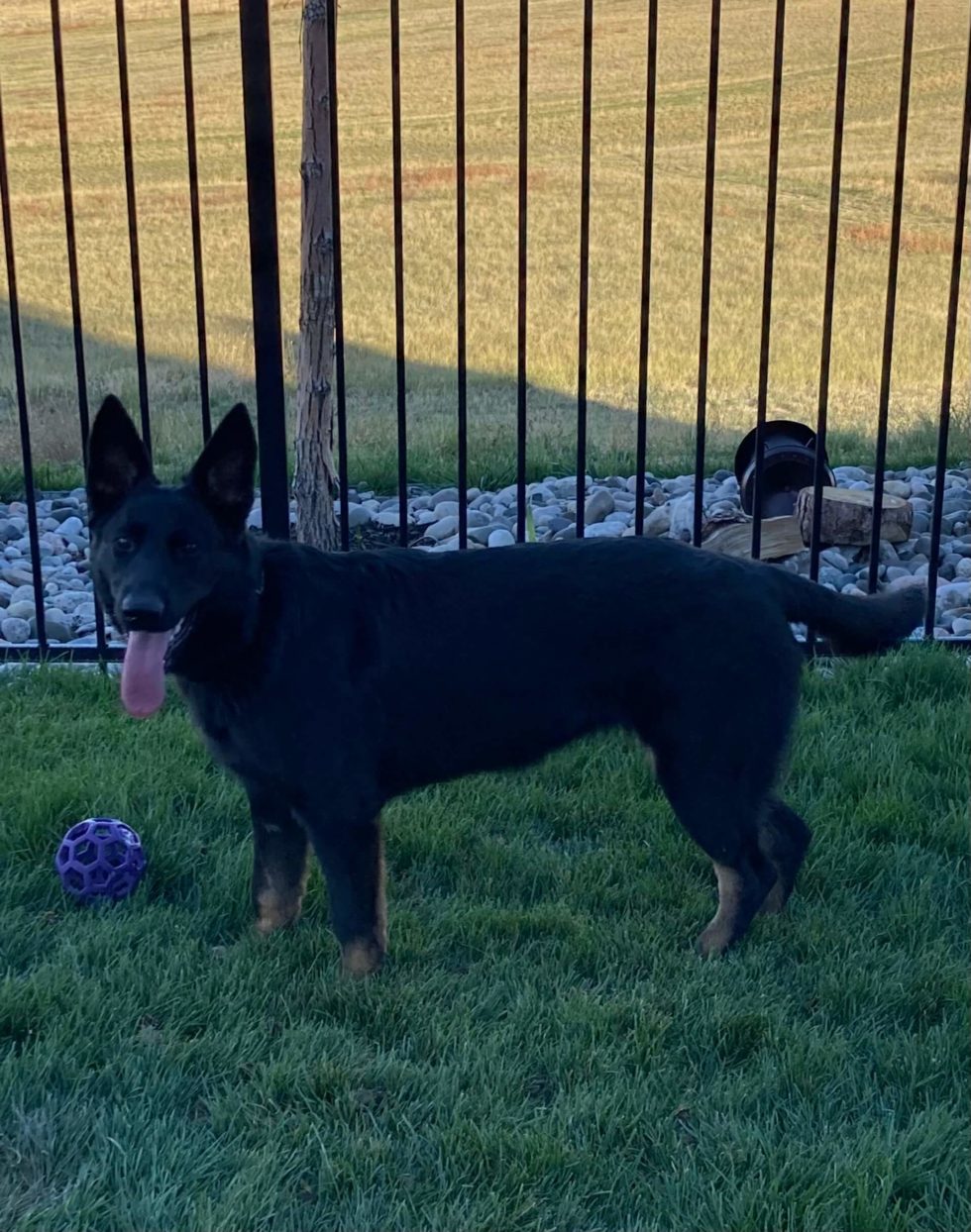 Animal Medical Center of Wyoming Patient Photo Gallery Gillette, WY Vet