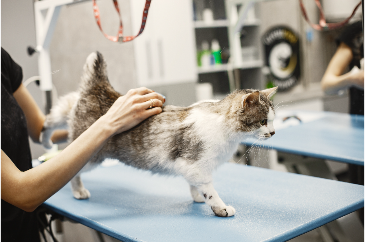 what-does-a-cat-need-to-be-healthy-animal-medical-center-of-wyoming