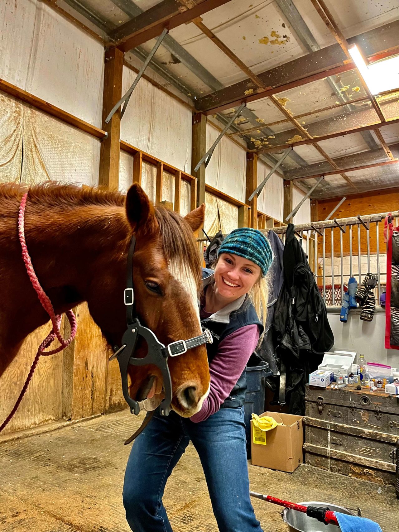 Equine Services in Gillette, WY Animal Medical Center of Wyoming