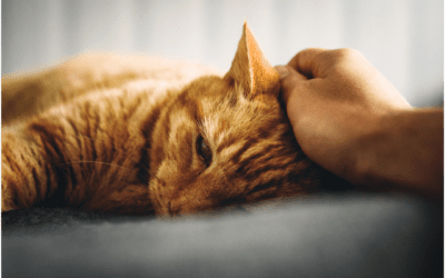 4 Ways to Prepare for the Passing of Your Pet