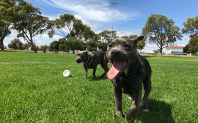 Ensuring Dog Park Safety: Essential Tips to Keep Your Canine Companion Safe