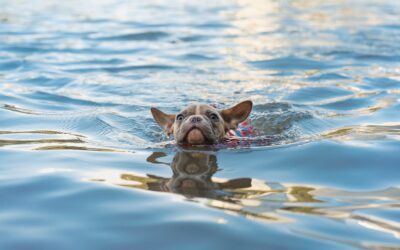 Guidelines for Ensuring Safe Swimming Sessions With Your Pet