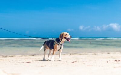 5 Essential Summer Safety Tips to Keep Your Furry Friend Happy and Safe