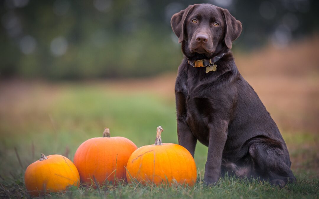 Chocolate lab sitting in a field with a couple of pumpkins